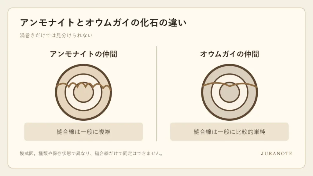 アンモナイトとオウムガイの化石は渦巻き形だけでは見分けられず、縫合線が観察の手がかりになることを示す模式図