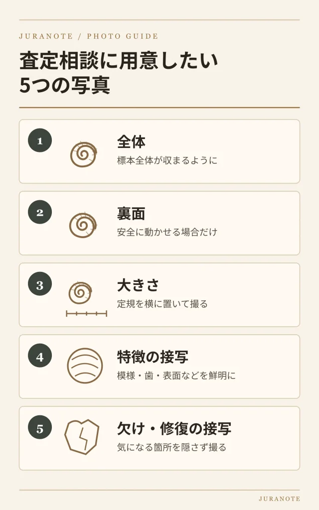 化石の査定相談で撮る5種類の写真。全体、裏面、大きさ、特徴、欠けや修復箇所