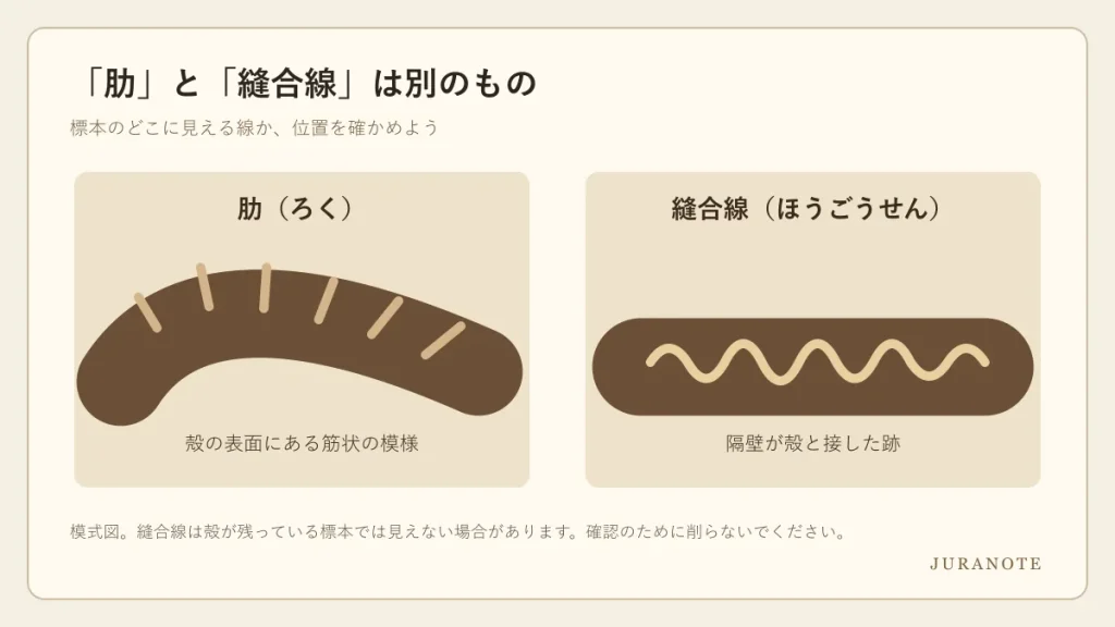 の表面にある肋と、内部の隔壁が殻に接した跡である縫合線の違いを示す模式図