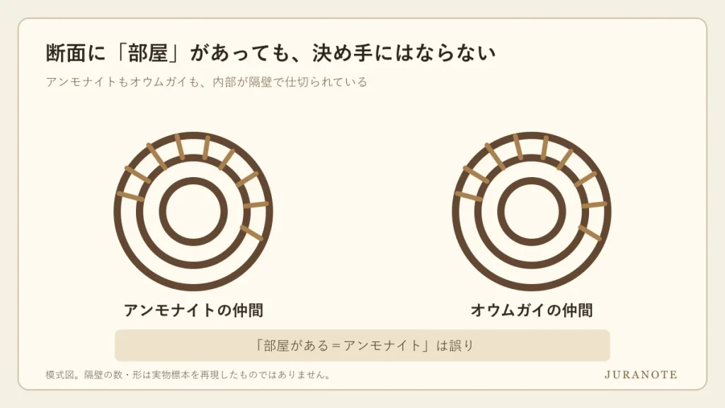 アンモナイトとオウムガイの両方に隔壁で仕切られた部屋があることを示す模式図
