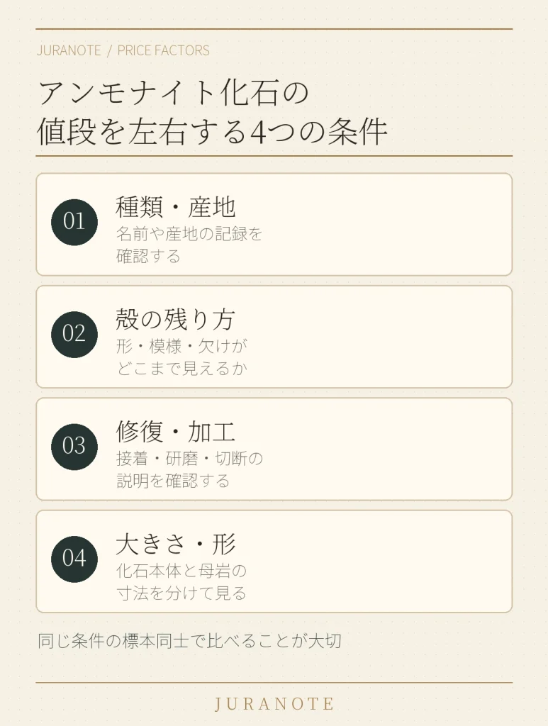 アンモナイト化石の値段を比べる際に確認する、種類・産地、殻の残り方、修復・加工、大きさの4条件