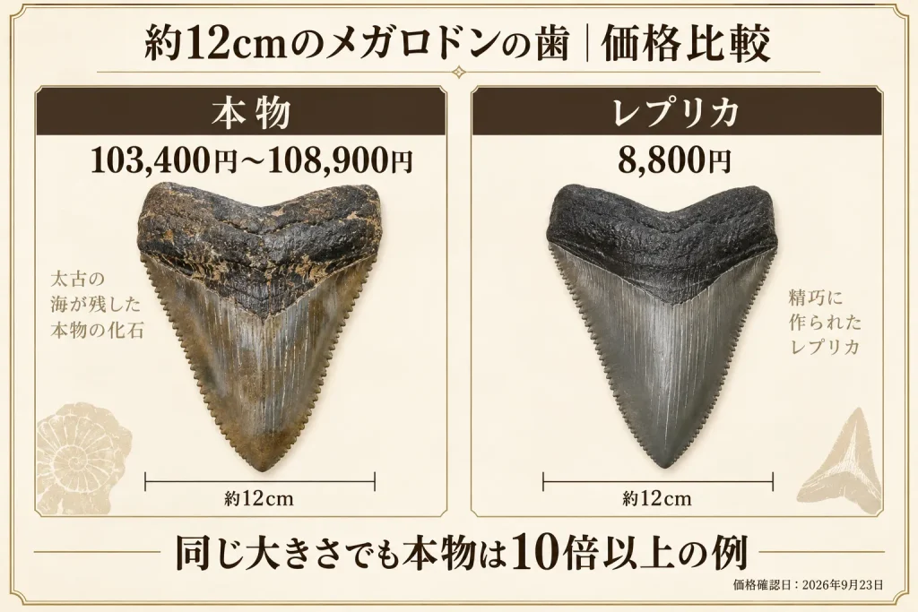 約12cmのメガロドンの歯の本物とレプリカの販売価格を比較