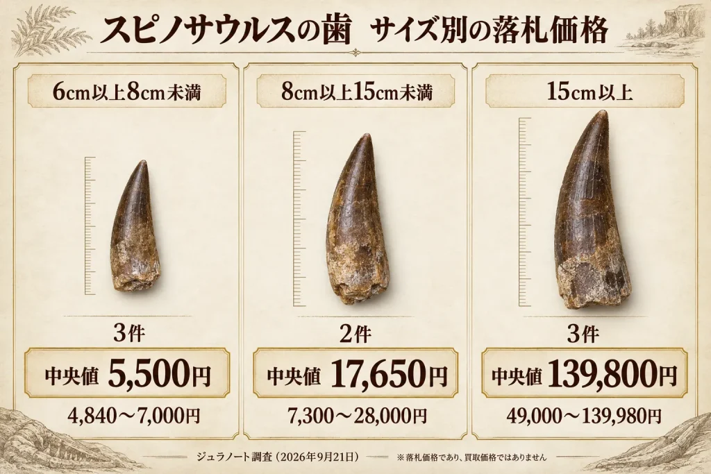 スピノサウルスの歯8件をサイズ別に比較した落札価格と中央値