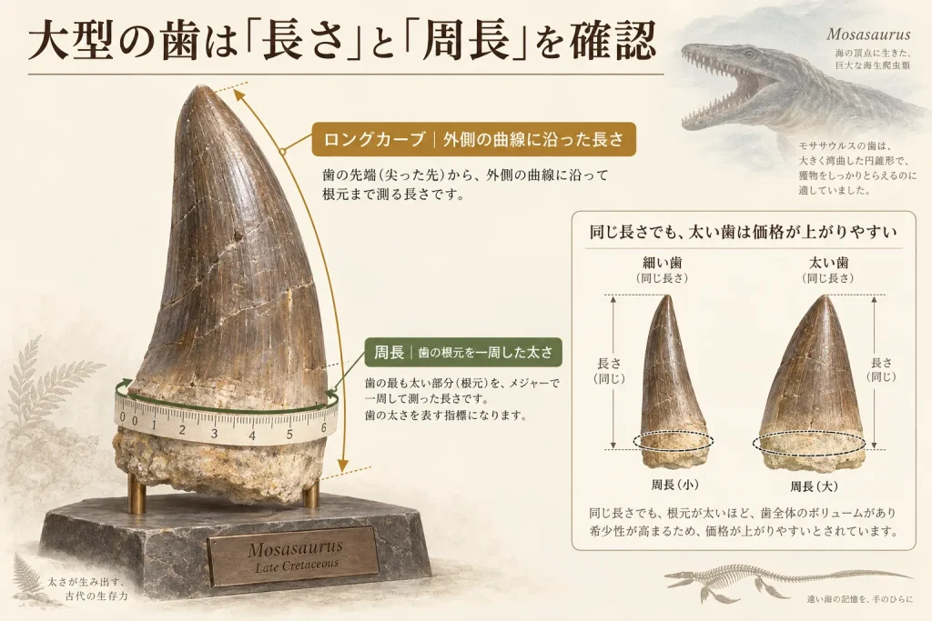 モササウルスの大型歯のロングカーブと根元の周長を測る方法